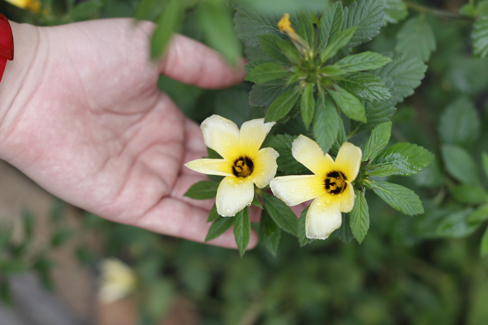 Chanana, uma flor comestível achada no jardim de uma loja