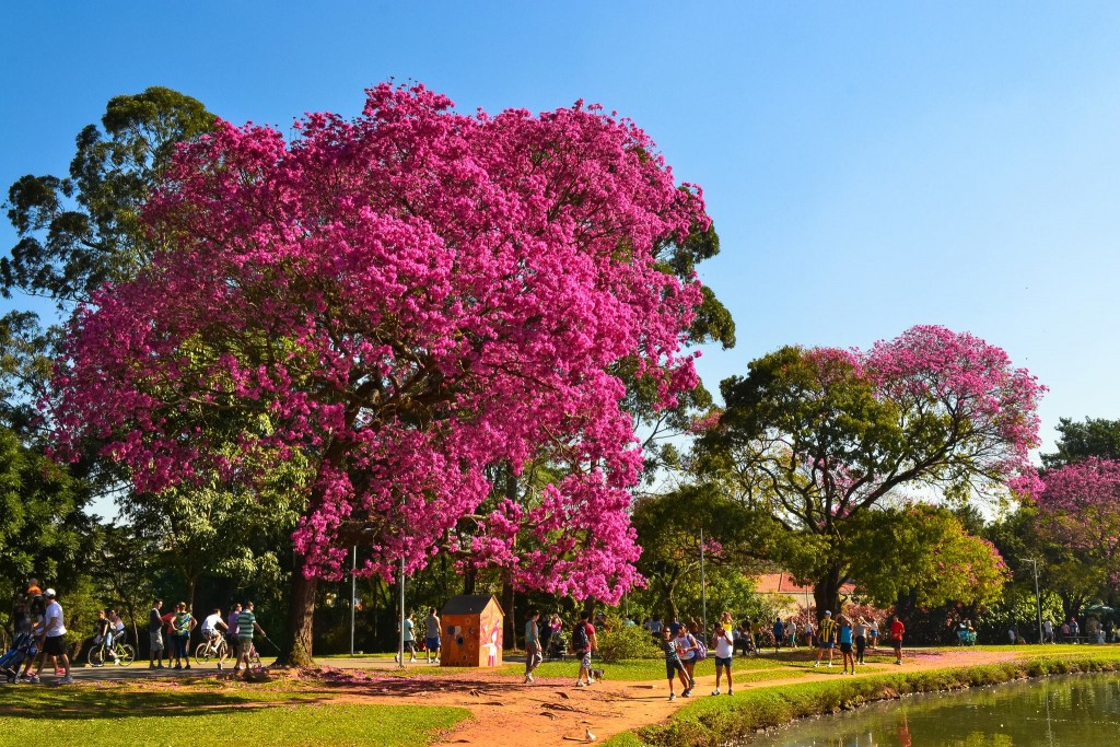 Foto: Parque Ibirapuera Conservação