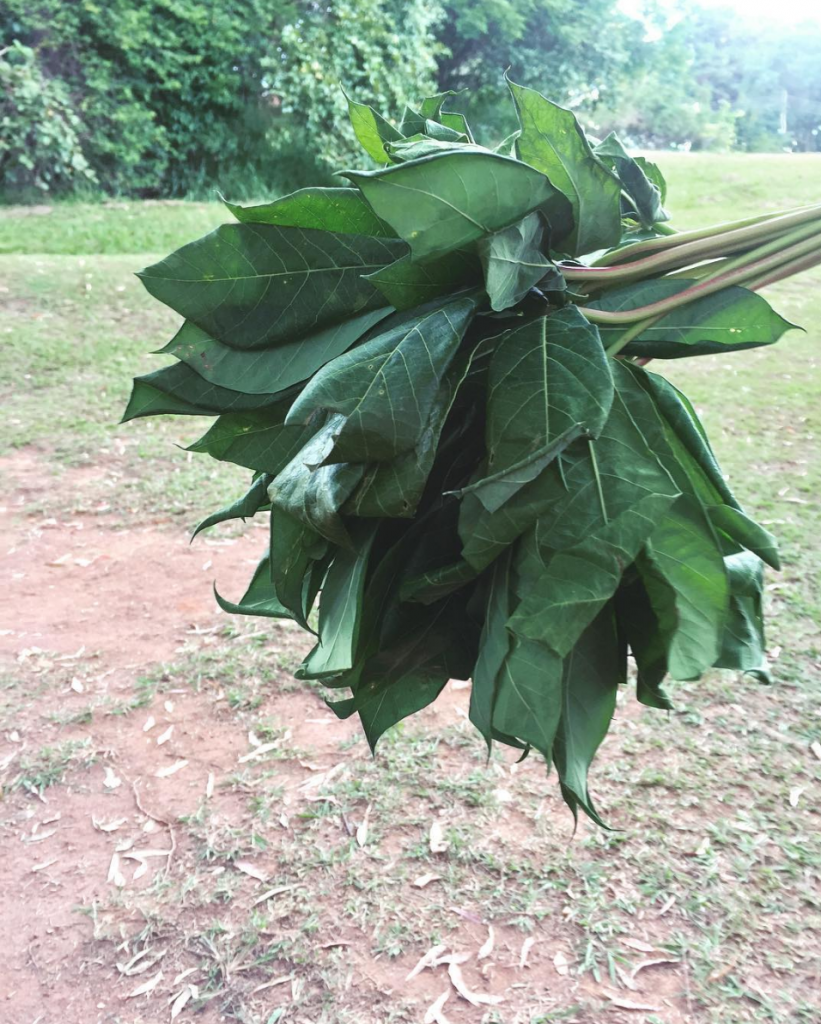 Maniva orgânica, folha da mandioca da Santa Adelaide Orgânicos